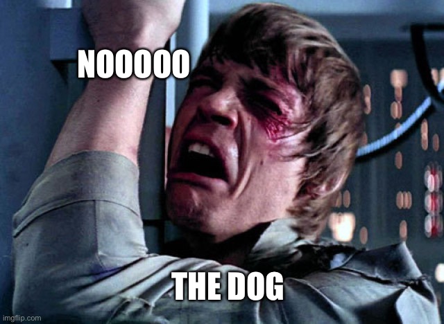 Nooo | THE DOG NOOOOO | image tagged in nooo | made w/ Imgflip meme maker