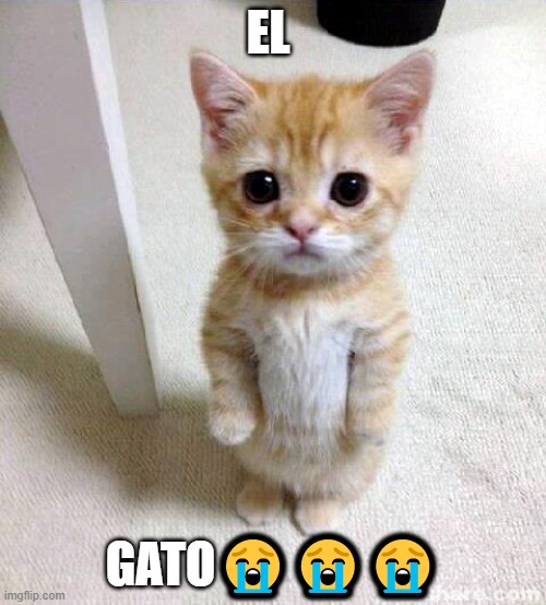 mroua | EL; GATO😭😭😭 | image tagged in memes,cute cat | made w/ Imgflip meme maker