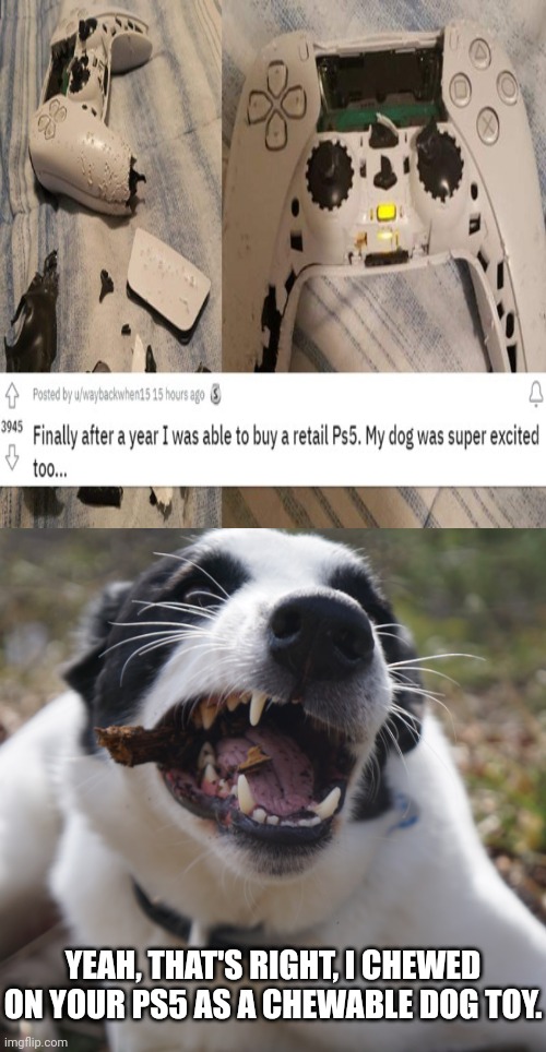 Ps5 |  YEAH, THAT'S RIGHT, I CHEWED ON YOUR PS5 AS A CHEWABLE DOG TOY. | image tagged in chewy dog,gaming,ps5,memes,meme,dog | made w/ Imgflip meme maker