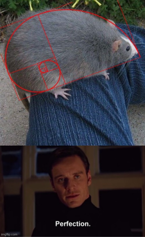 Perfect rat | image tagged in magneto perfection | made w/ Imgflip meme maker