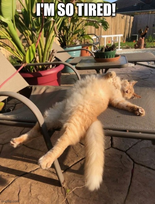 Cat tired | I'M SO TIRED! | image tagged in funny cat memes | made w/ Imgflip meme maker
