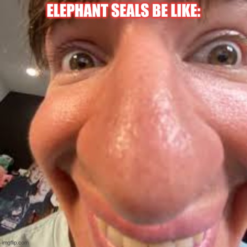 Seal | ELEPHANT SEALS BE LIKE: | image tagged in flamingo,albert,seal | made w/ Imgflip meme maker