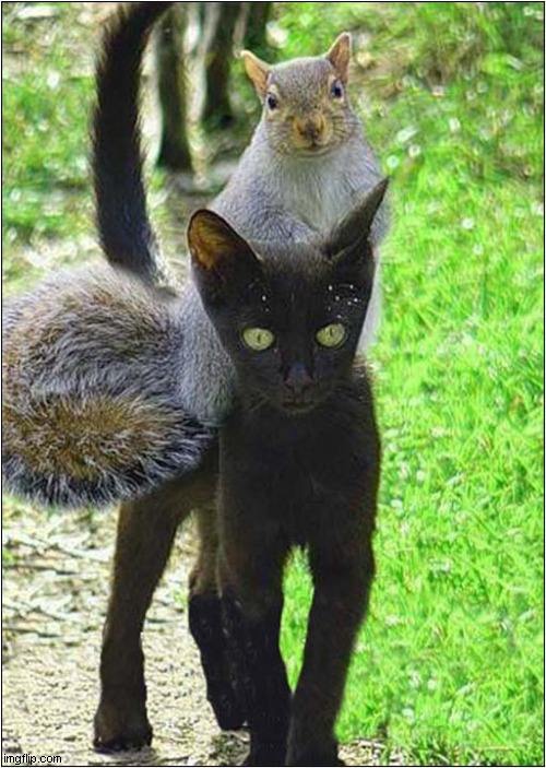 Nothing To See Here ! | image tagged in cats,squirrel,nothing to see here | made w/ Imgflip meme maker