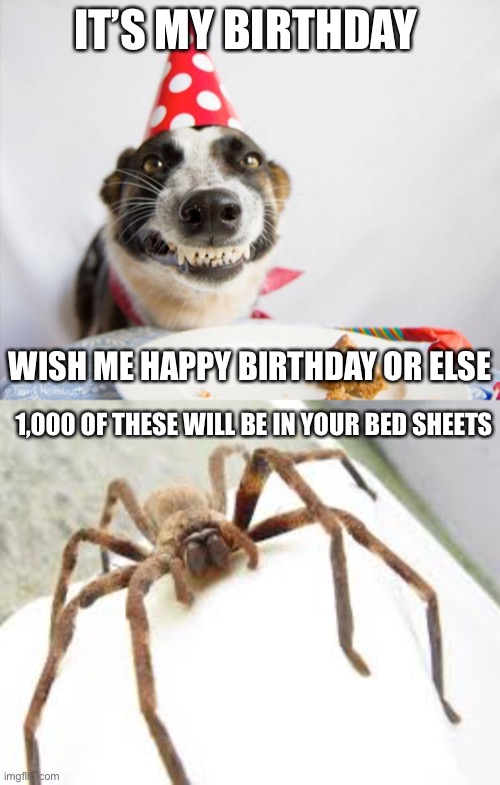 No one tells me happy birthday anymore :’( |  IT’S MY BIRTHDAY; WISH ME HAPPY BIRTHDAY OR ELSE; 1,000 OF THESE WILL BE IN YOUR BED SHEETS | image tagged in birthday dog | made w/ Imgflip meme maker