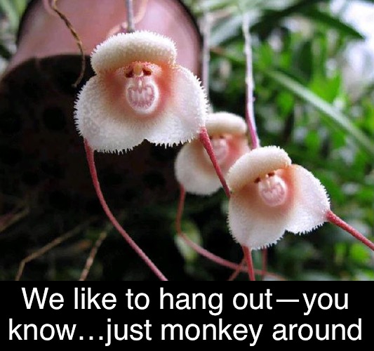 We like to hang out—you know…just monkey around | made w/ Imgflip meme maker