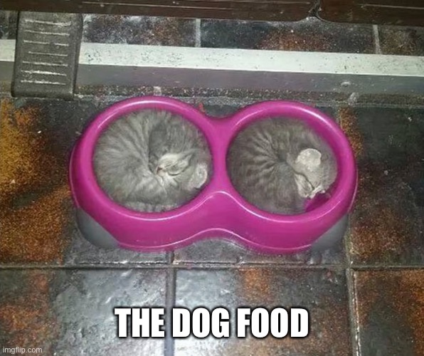 Dog food | THE DOG FOOD | image tagged in memes | made w/ Imgflip meme maker