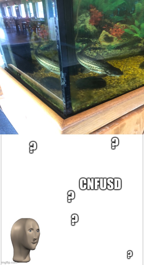 ???? | image tagged in cnfusd | made w/ Imgflip meme maker