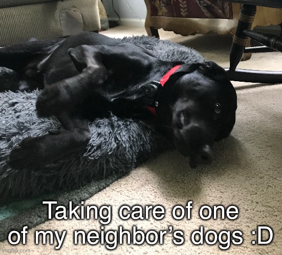 This dog can legally say the N-word | Taking care of one of my neighbor’s dogs :D | made w/ Imgflip meme maker