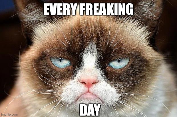 Grumpy Cat Not Amused Meme | EVERY FREAKING DAY | image tagged in memes,grumpy cat not amused,grumpy cat | made w/ Imgflip meme maker