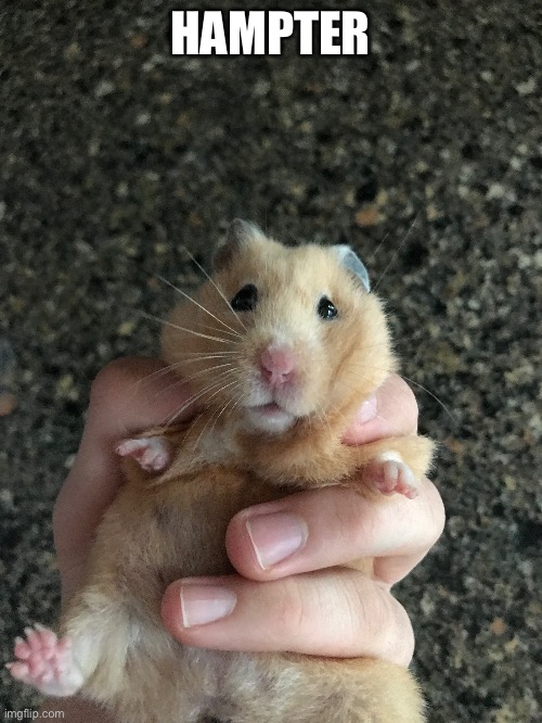 HAMPTER | made w/ Imgflip meme maker