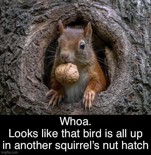 Whoa.
Looks like that bird is all up
in another squirrel’s nut hatch | made w/ Imgflip meme maker