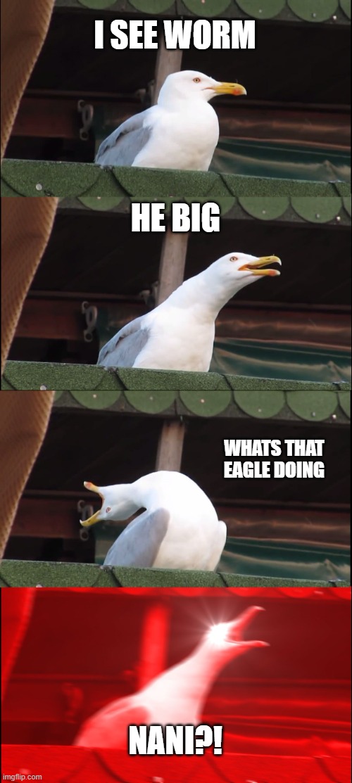 Inhaling Seagull |  I SEE WORM; HE BIG; WHATS THAT EAGLE DOING; NANI?! | image tagged in memes,inhaling seagull | made w/ Imgflip meme maker