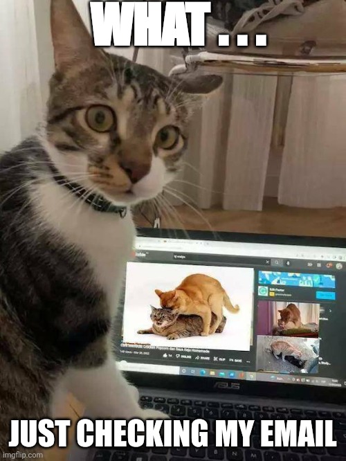 That's alot of PU$$Y... | WHAT . . . JUST CHECKING MY EMAIL | image tagged in cats,funny,memes,template | made w/ Imgflip meme maker