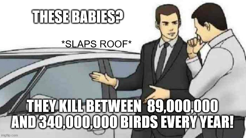 Car Salesman Slaps Roof Of Car Meme | THESE BABIES? THEY KILL BETWEEN  89,000,000 AND 340,000,000 BIRDS EVERY YEAR! *SLAPS ROOF* | image tagged in memes,car salesman slaps roof of car | made w/ Imgflip meme maker