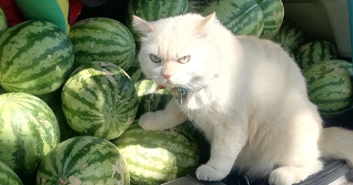 High Quality Cat watermelon Blank Meme Template