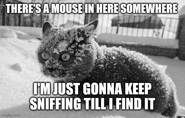 so much cocaine cat | THERE'S A MOUSE IN HERE SOMEWHERE; I'M JUST GONNA KEEP SNIFFING TILL I FIND IT | image tagged in so much cocaine cat | made w/ Imgflip meme maker