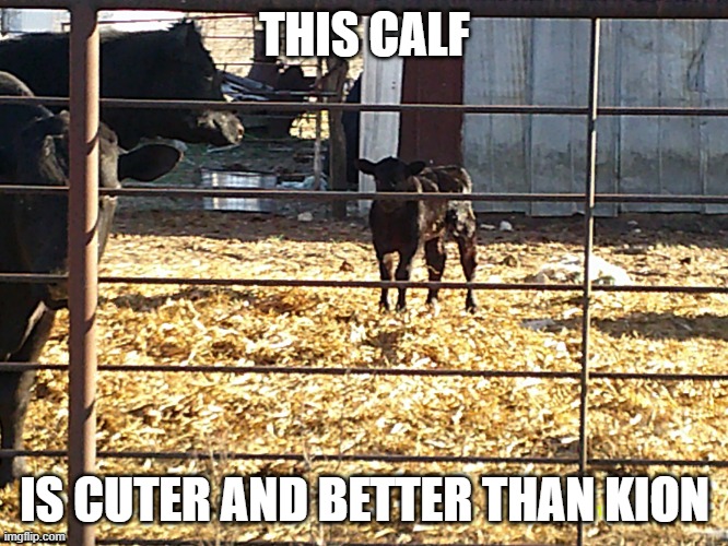 Calf | THIS CALF; IS CUTER AND BETTER THAN KION | image tagged in calf,memes,president_joe_biden | made w/ Imgflip meme maker