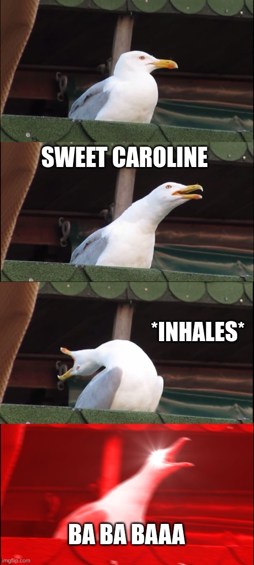 Inhaling Seagull |  SWEET CAROLINE; *INHALES*; BA BA BAAA | image tagged in memes,inhaling seagull | made w/ Imgflip meme maker