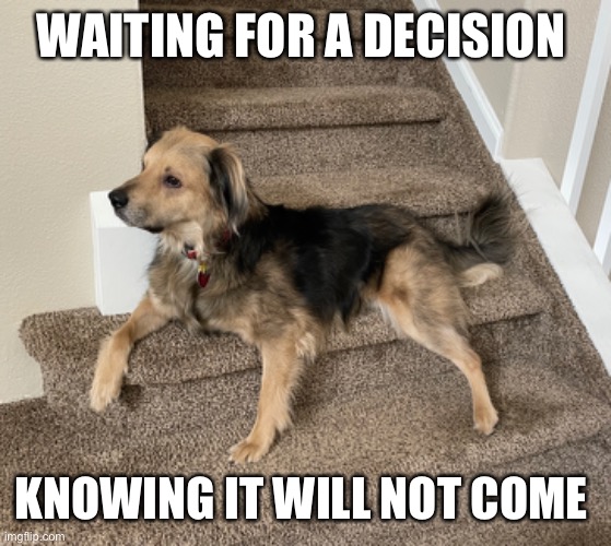 Decision | WAITING FOR A DECISION; KNOWING IT WILL NOT COME | image tagged in decisions,dog | made w/ Imgflip meme maker