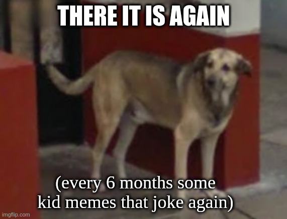 Its late here why is new full of kiddy memes | THERE IT IS AGAIN (every 6 months some kid memes that joke again) | image tagged in dog,meme,australia | made w/ Imgflip meme maker