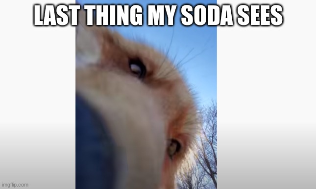 foxo | LAST THING MY SODA SEES | image tagged in smile | made w/ Imgflip meme maker