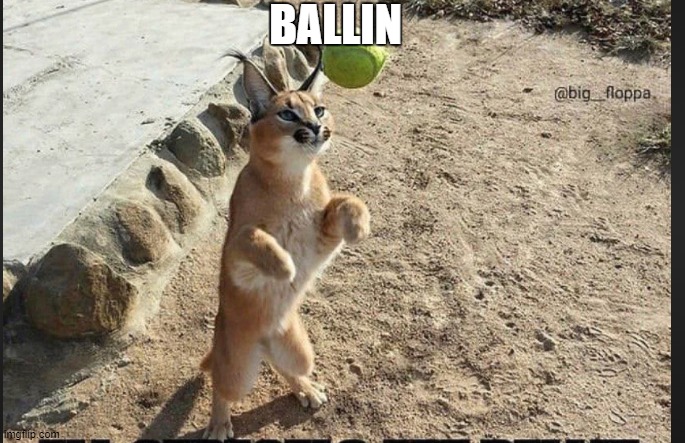 Ballin | BALLIN | image tagged in memes,ballin | made w/ Imgflip meme maker