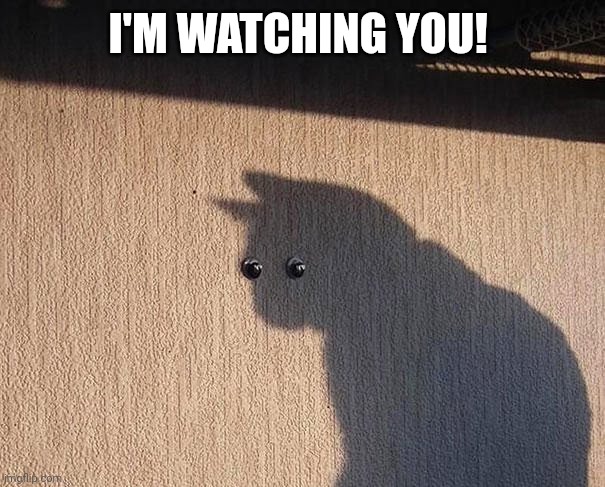 Eyes cat | I'M WATCHING YOU! | image tagged in eyes | made w/ Imgflip meme maker
