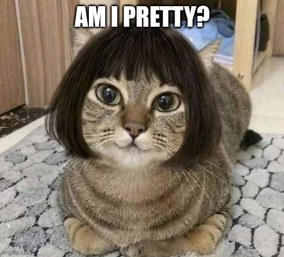 Cat | AM I PRETTY? | image tagged in hair cat | made w/ Imgflip meme maker