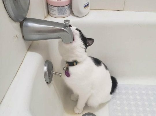 Cat drinking bath water Blank Meme Template