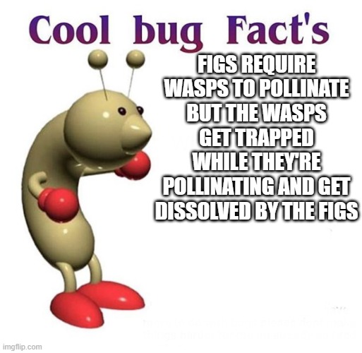 Cool Bug Facts | FIGS REQUIRE WASPS TO POLLINATE BUT THE WASPS GET TRAPPED WHILE THEY'RE POLLINATING AND GET DISSOLVED BY THE FIGS | image tagged in cool bug facts | made w/ Imgflip meme maker