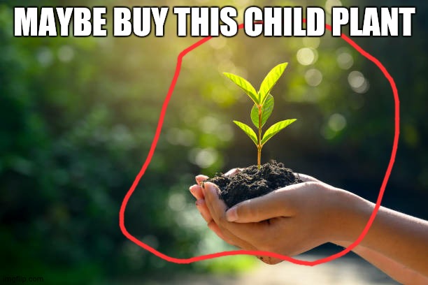 in the hands of trees growing seedlings bokeh green backround fe | MAYBE BUY THIS CHILD PLANT | image tagged in in the hands of trees growing seedlings bokeh green backround fe | made w/ Imgflip meme maker