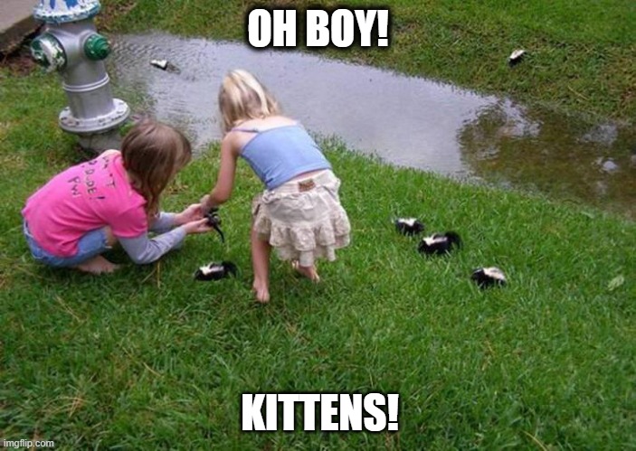 Oh Boy!  Kittens! | OH BOY! KITTENS! | image tagged in oh boy kittens | made w/ Imgflip meme maker