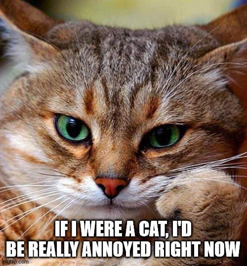 annoyed cat | IF I WERE A CAT, I'D BE REALLY ANNOYED RIGHT NOW | image tagged in annoyed cat | made w/ Imgflip meme maker