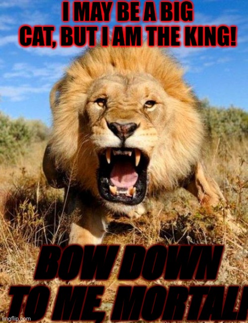 Bow down to the King Lion! | I MAY BE A BIG CAT, BUT I AM THE KING! BOW DOWN TO ME, MORTAL! | image tagged in lion,lions,big cats,cats,bow down,lion cats | made w/ Imgflip meme maker
