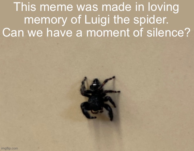 R.I.P |  This meme was made in loving memory of Luigi the spider.
Can we have a moment of silence? | image tagged in he was brutally murdered | made w/ Imgflip meme maker