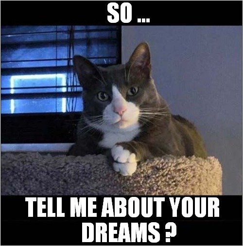 Cats Are Good Listeners ! | SO ... TELL ME ABOUT YOUR
   DREAMS ? | image tagged in cats,psychologist,dreams | made w/ Imgflip meme maker