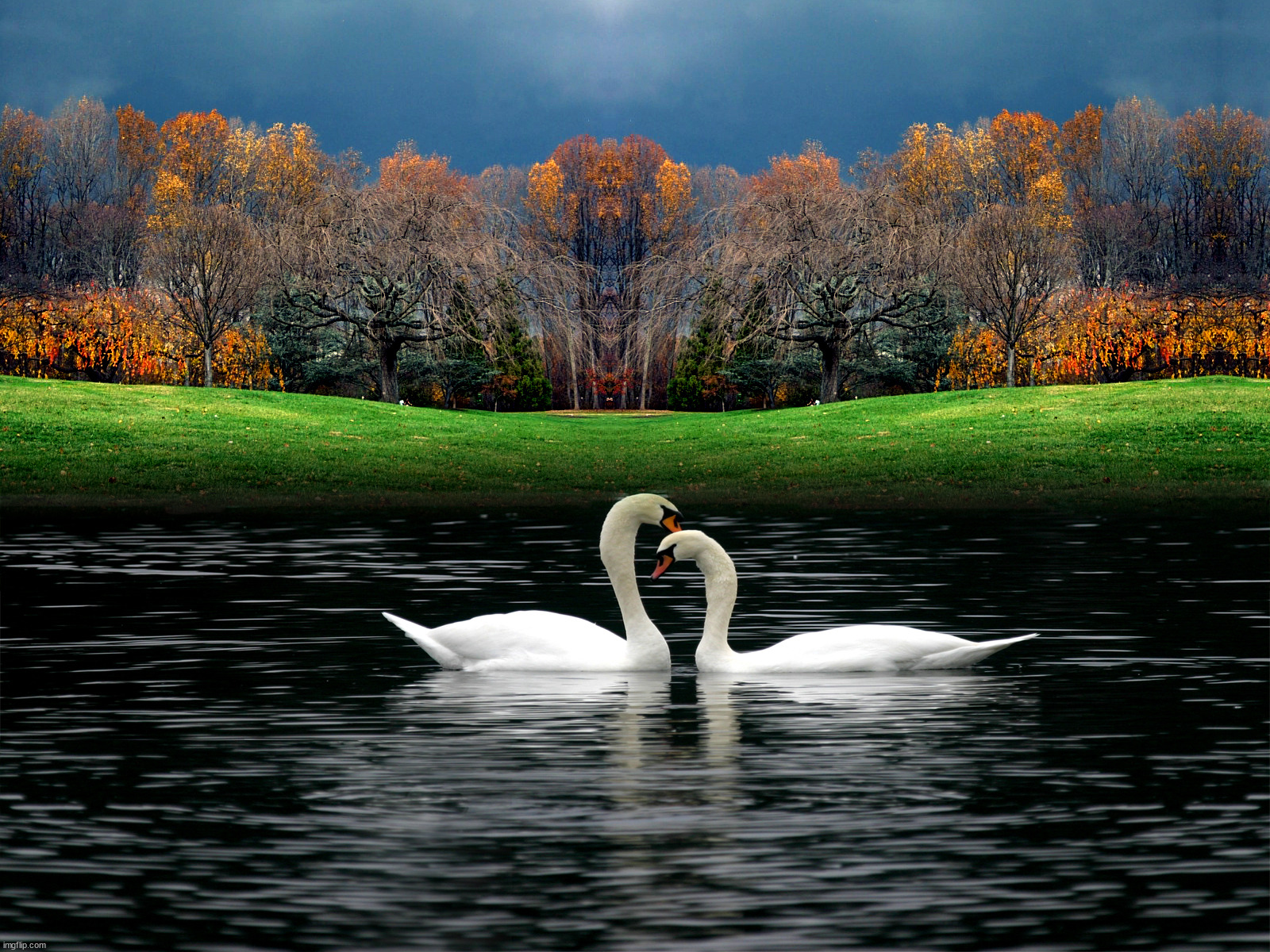 Swan lake | image tagged in awesome | made w/ Imgflip meme maker