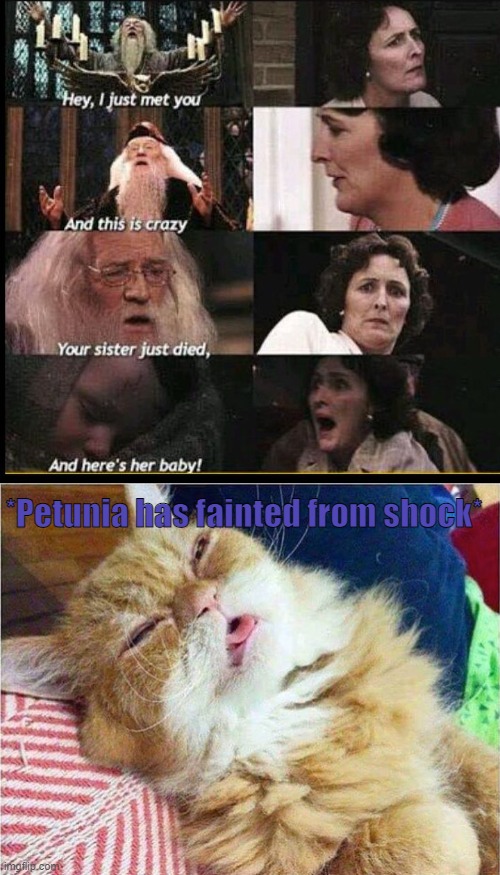 Well if that happened to me i would freak out- | *Petunia has fainted from shock* | image tagged in cat sleepy,dies,cat,harry potter,petunia,died | made w/ Imgflip meme maker