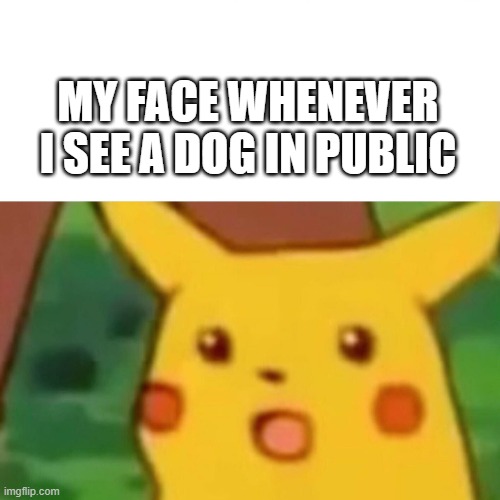 Surprised Picachu | MY FACE WHENEVER I SEE A DOG IN PUBLIC | image tagged in surprised picachu | made w/ Imgflip meme maker