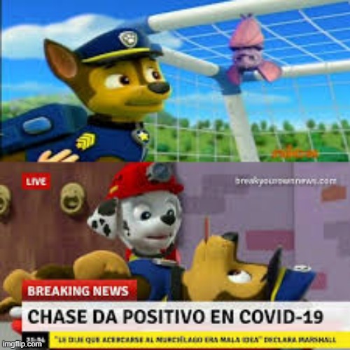 Paw patrol | image tagged in funny,dog,sick,humor | made w/ Imgflip meme maker