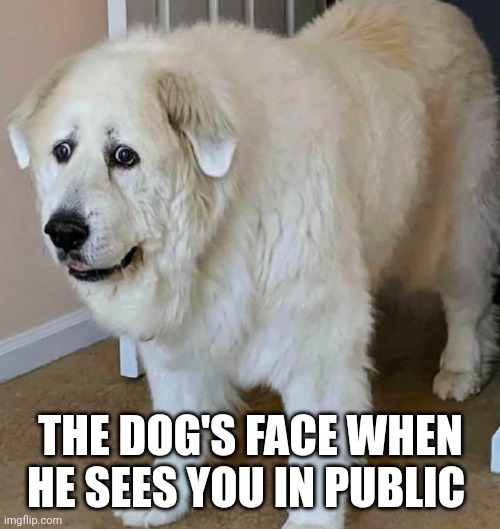 THE DOG'S FACE WHEN HE SEES YOU IN PUBLIC | made w/ Imgflip meme maker