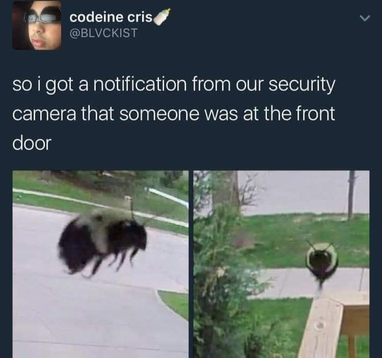 High Quality security bee Blank Meme Template