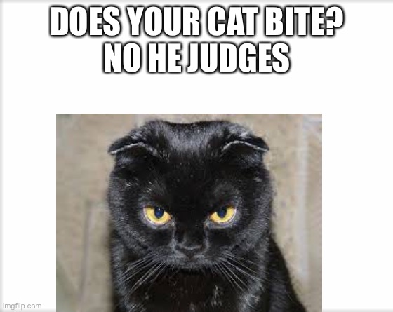 Meow | DOES YOUR CAT BITE?
NO HE JUDGES | image tagged in lol,cats | made w/ Imgflip meme maker