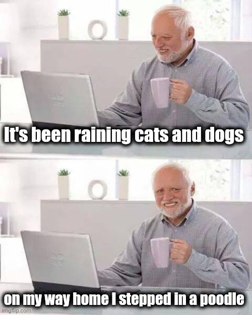 Hide the Pain Harold Meme | It's been raining cats and dogs on my way home I stepped in a poodle | image tagged in memes,hide the pain harold | made w/ Imgflip meme maker