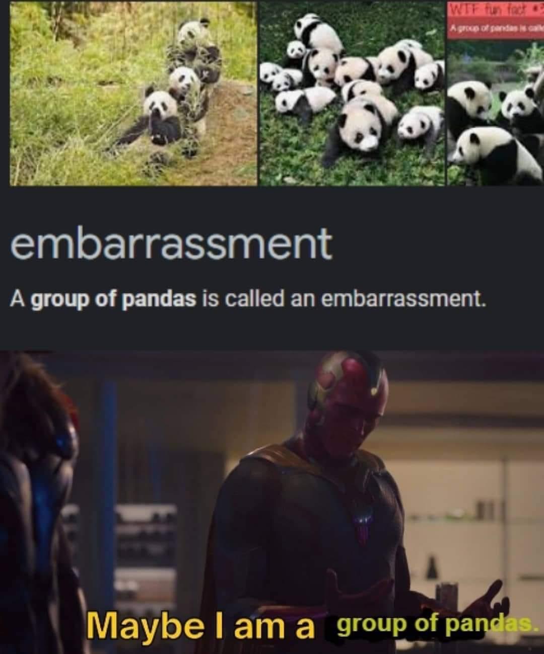 High Quality A group of pandas Blank Meme Template