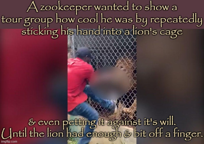 May 21 in Jamaica. | A zookeeper wanted to show a tour group how cool he was by repeatedly sticking his hand into a lion's cage; & even petting it against it's will. Until the lion had enough & bit off a finger. | image tagged in show off,you're not just wrong your stupid,animal,dangerous | made w/ Imgflip meme maker