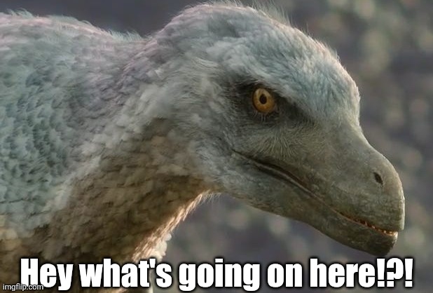 Used in comment | Hey what's going on here!?! | image tagged in velociraptor | made w/ Imgflip meme maker