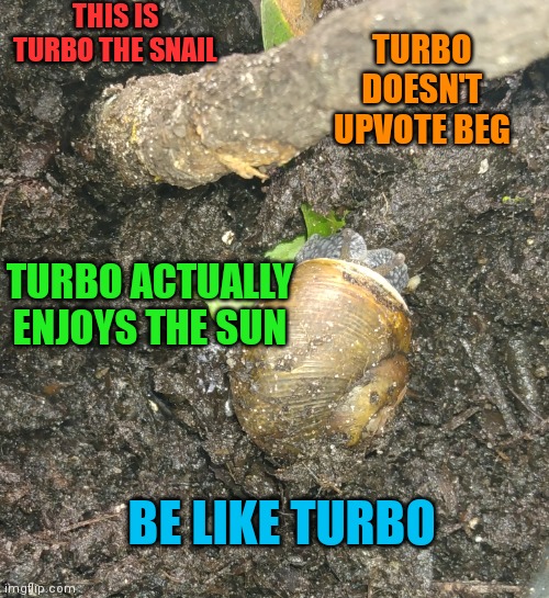 Turbo the snail | THIS IS TURBO THE SNAIL; TURBO DOESN'T UPVOTE BEG; TURBO ACTUALLY ENJOYS THE SUN; BE LIKE TURBO | image tagged in turbo the snail | made w/ Imgflip meme maker