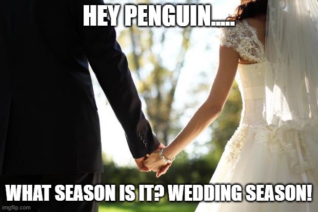 What would Batman say to the Penguin this time of year? | HEY PENGUIN..... WHAT SEASON IS IT? WEDDING SEASON! | image tagged in wedding season,penguin,batman,if you like it put a ring on it,weddings | made w/ Imgflip meme maker