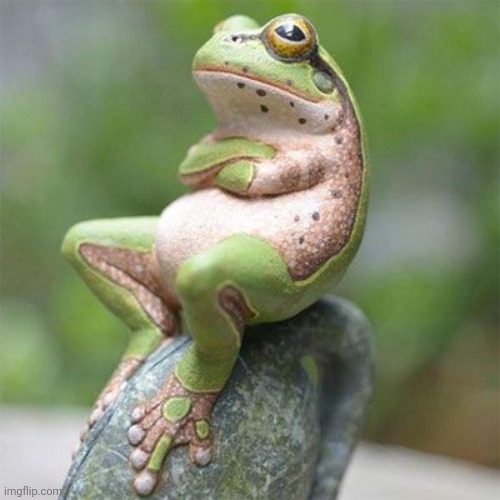 frog waiting | image tagged in frog waiting | made w/ Imgflip meme maker